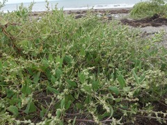 Atriplex glabriuscula