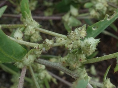 Atriplex glabriuscula