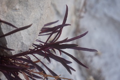 Castilleja chromosa