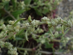Atriplex glabriuscula