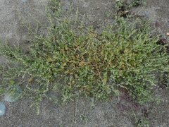 Atriplex glabriuscula