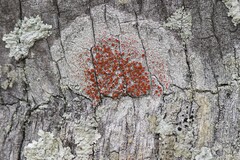 Haematomma persoonii