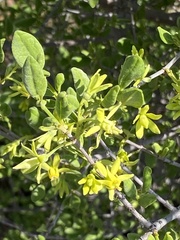 Vangueria triflora