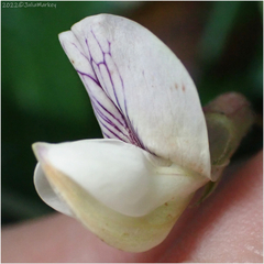 Lathyrus vestitus