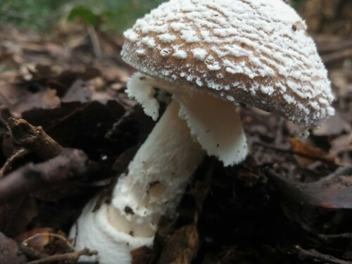 muchotrávka tigrovaná (Amanita pantherina)