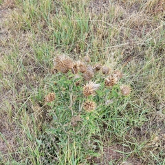 Cirsium ochrocentrum