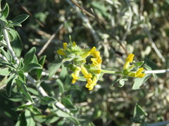 Anthyllis cytisoides