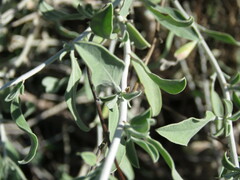 Anthyllis cytisoides