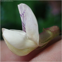 Lathyrus vestitus