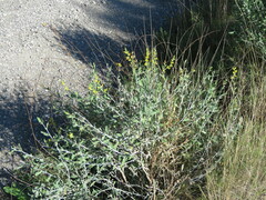 Anthyllis cytisoides