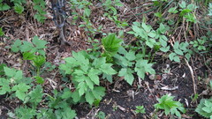 Aegopodium podagraria