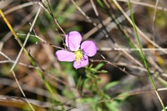 Rhexia mariana mariana