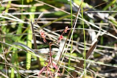 Rhexia mariana mariana