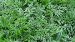 Anthriscus sylvestris