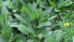 Symphytum caucasicum