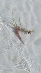 Syringodium filiforme