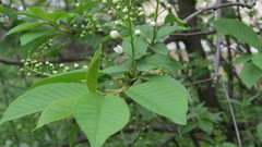 Prunus padus
