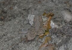 Anaxyrus boreas halophilus