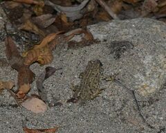 Anaxyrus boreas halophilus