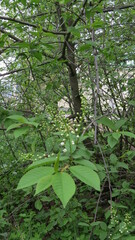 Prunus padus