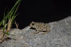 Anaxyrus boreas halophilus