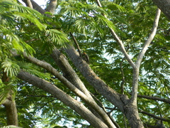 Melanerpes hoffmannii