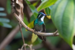 Lampornis castaneoventris