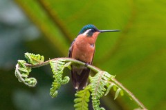 Lampornis castaneoventris