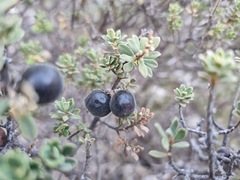 Diospyros austro-africana