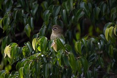 Vireo carmioli