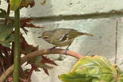 Vireo carmioli