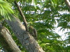 Melanerpes hoffmannii