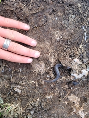 Oligosoma polychroma