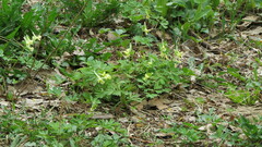 Corydalis bracteata