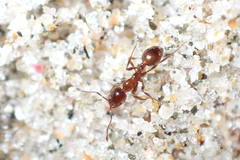 Chelaner antarcticus