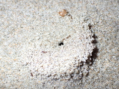 Chelaner antarcticus