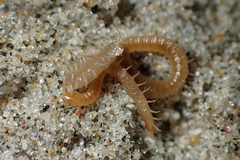 Tuoba xylophaga