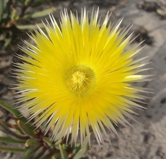 Conicosia pugioniformis