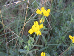 Coronilla minima