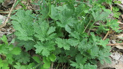 Leonurus quinquelobatus