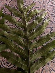 Polypodiaceae