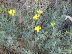 Coronilla minima