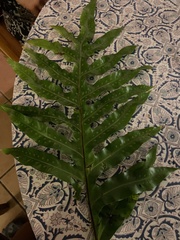 Polypodiaceae