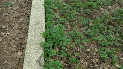 Aegopodium podagraria