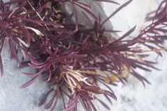 Castilleja chromosa