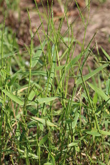 Urochloa platyphylla
