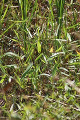 Urochloa platyphylla