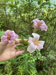 Lilium rubescens