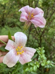 Lilium rubescens