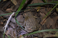 Anaxyrus boreas halophilus